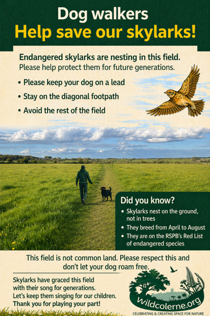 Wild Colerne's Skylarks Nesting Poster